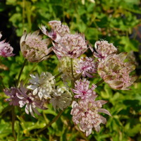 Astrantia bavarica SDR5403 